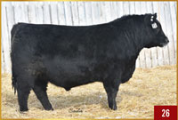 Hi Low Roughrider 49J